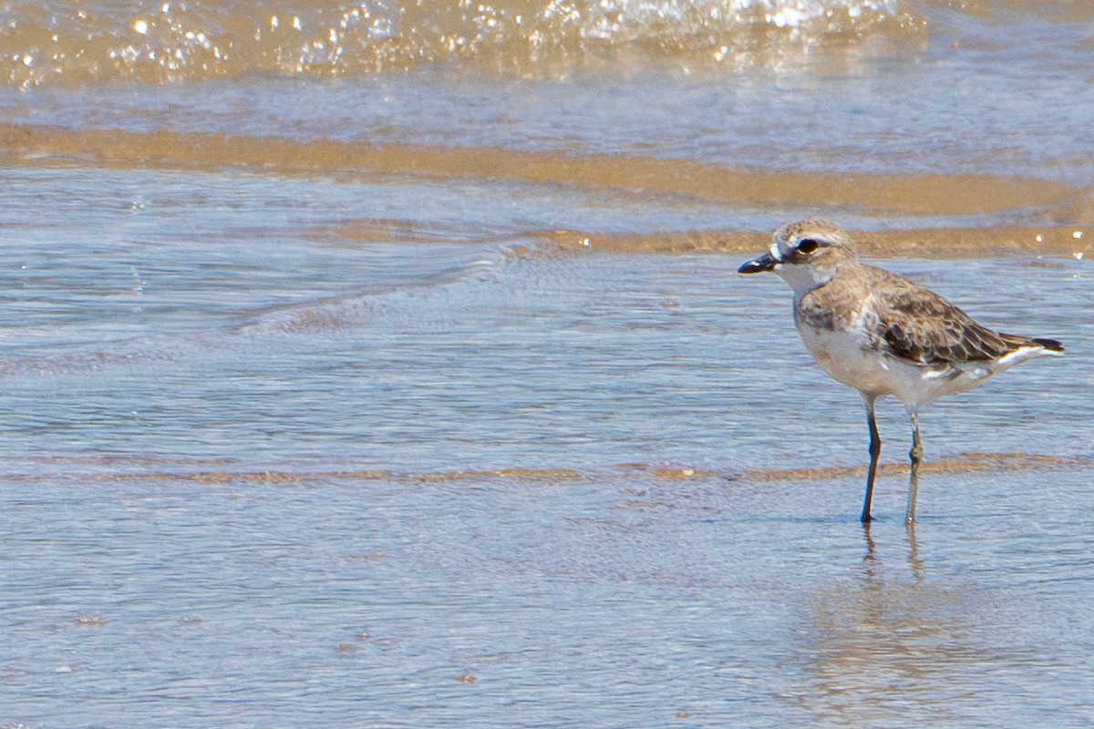 Siberian Sand-Plover - ML644390136
