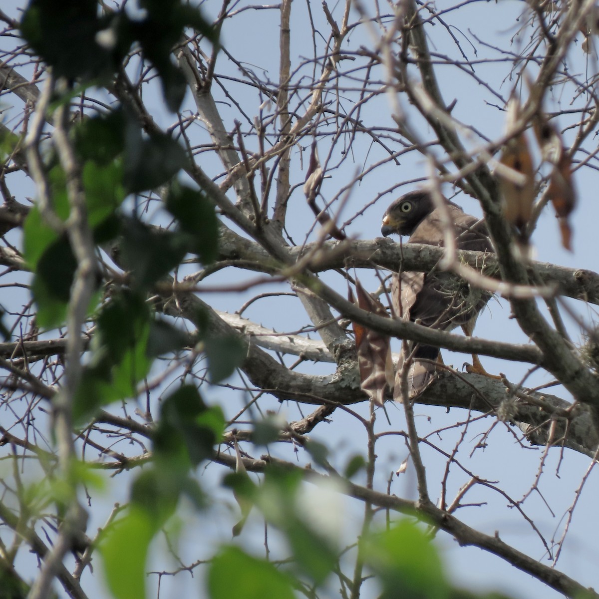 Yol Şahini - ML644390144