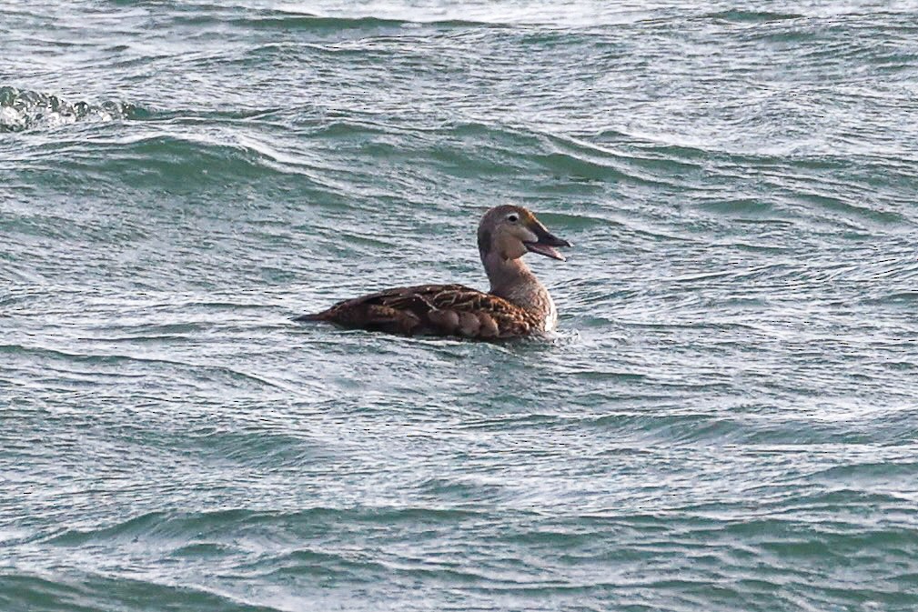 praktærfugl - ML644390153