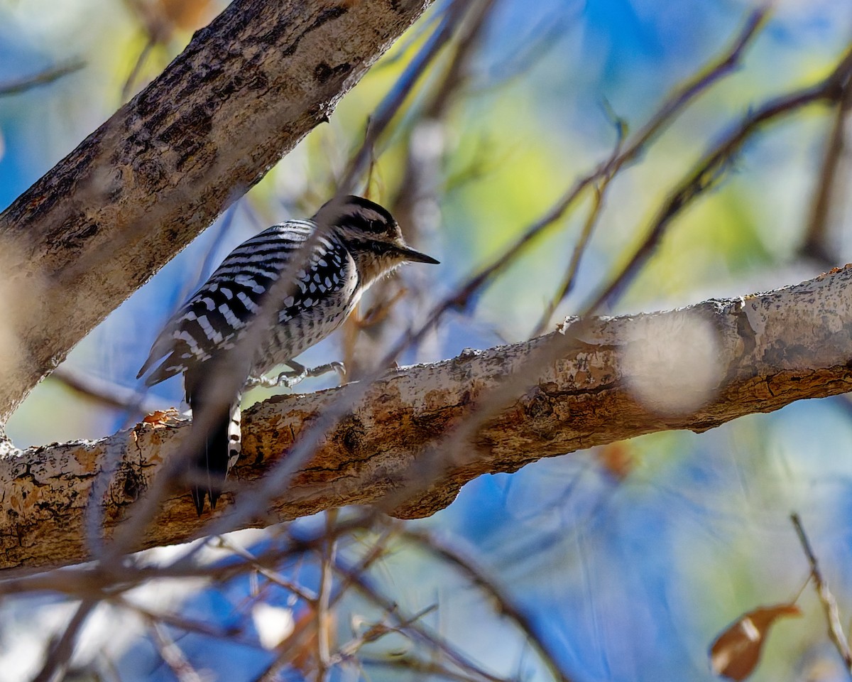 シマアカゲラ - ML644390171