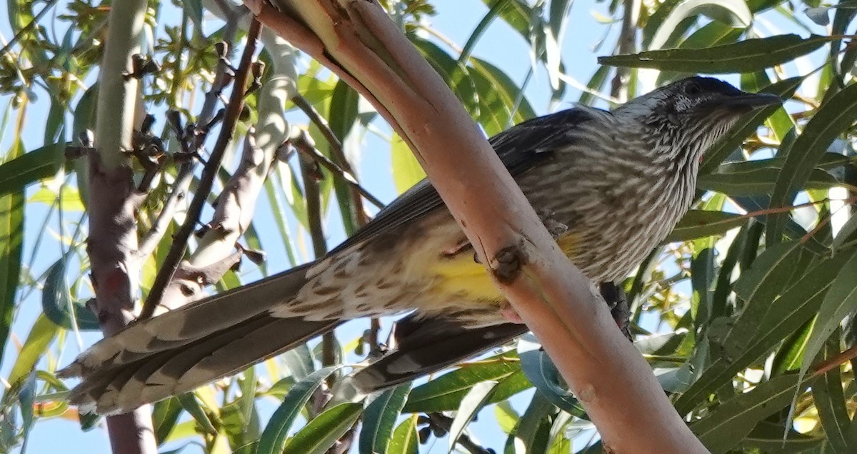 Red Wattlebird - ML644390173