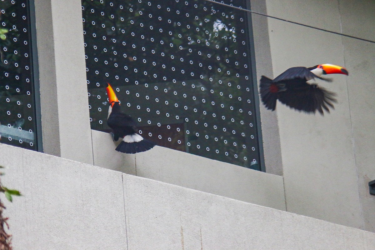 オニオオハシ - ML644390201