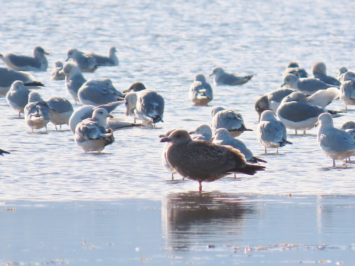 American Herring Gull - ML644390204