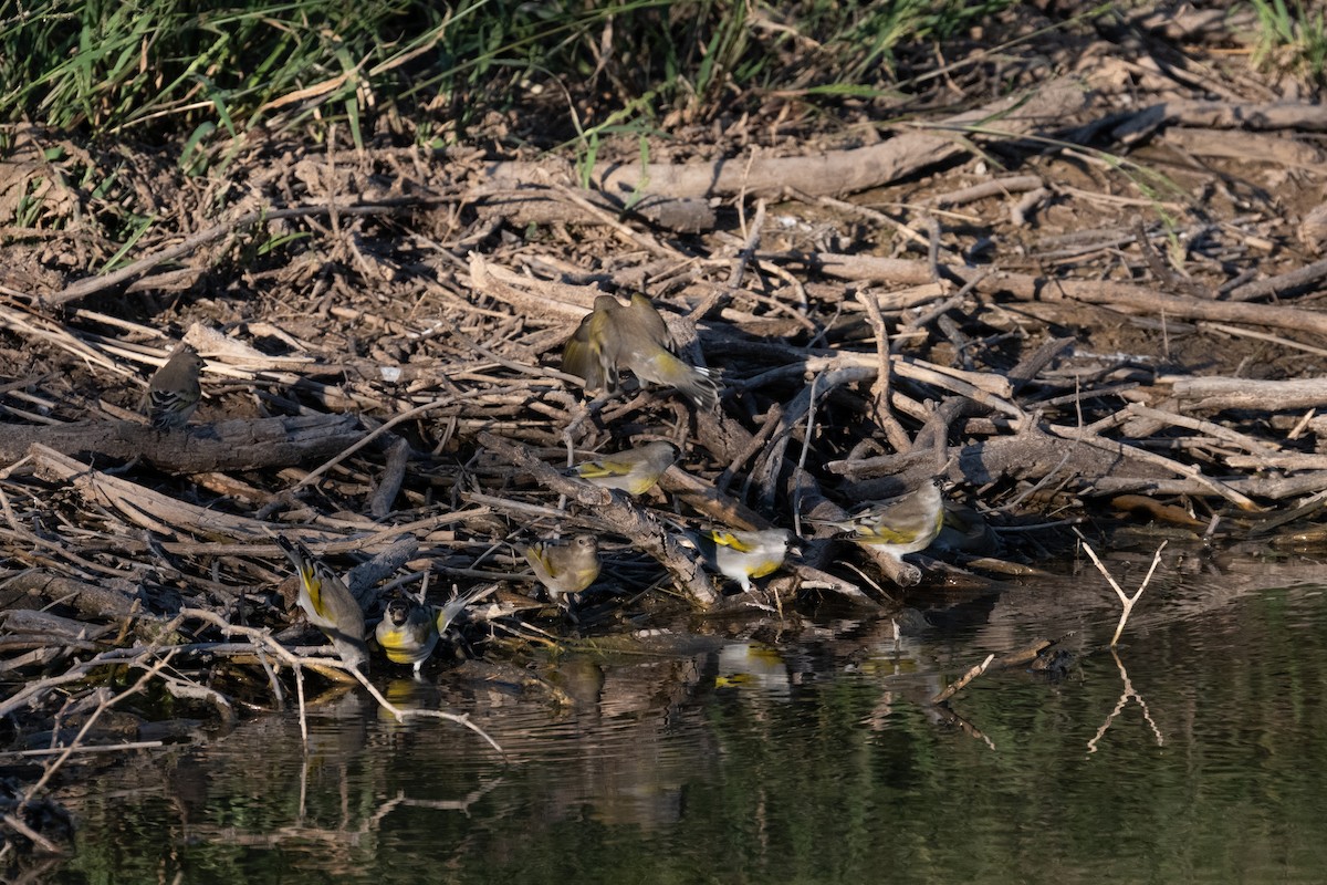 Lawrence's Goldfinch - ML644390205