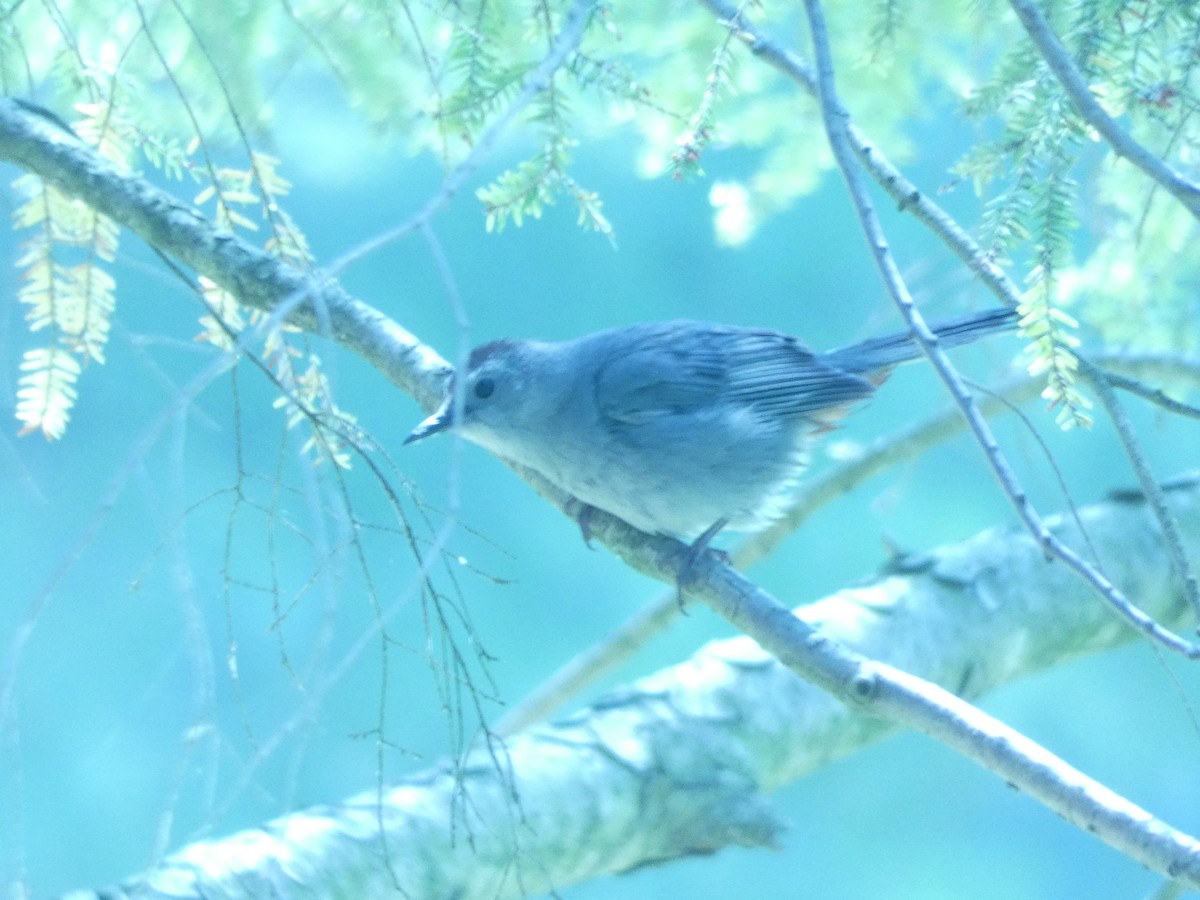 Moqueur chat - ML644390222