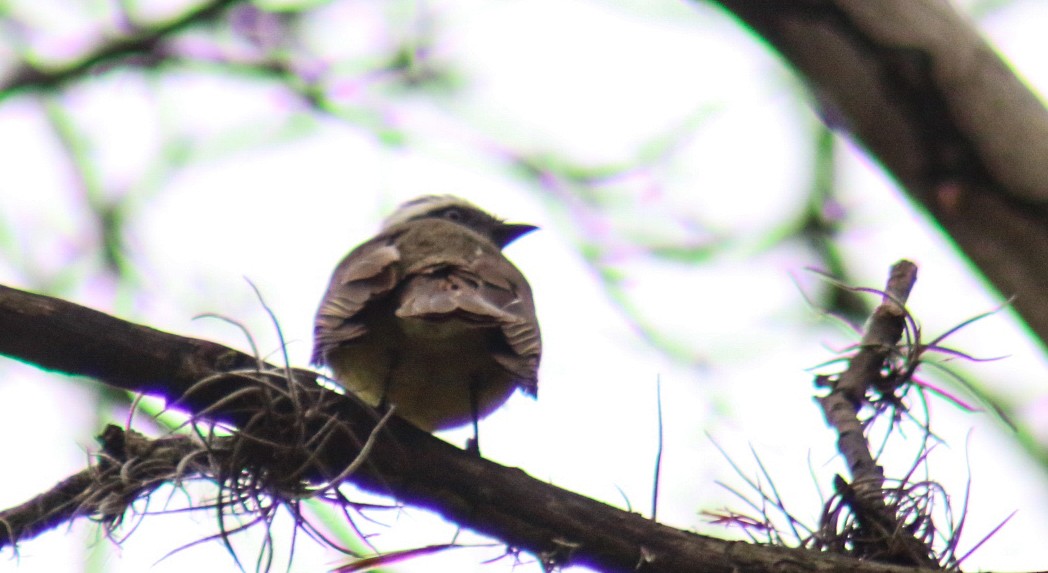 アカボウシヒタキモドキ - ML644390226