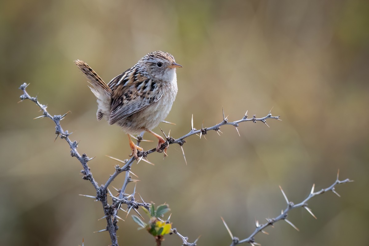 Травяной крапивник - ML644390232