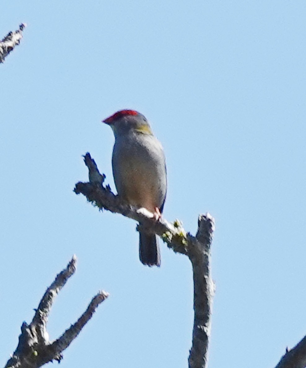 Red-browed Firetail - ML644390236