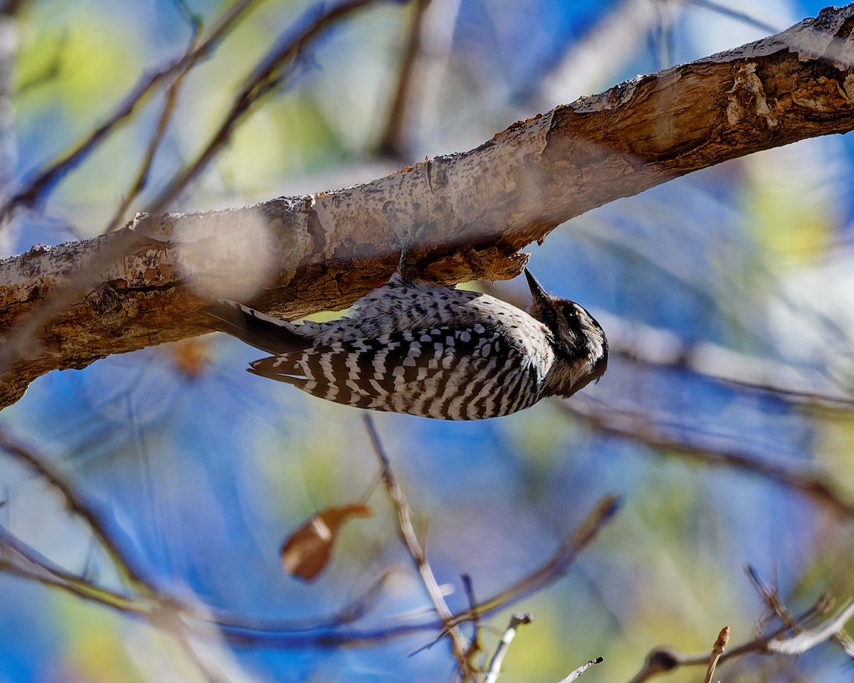 シマアカゲラ - ML644390237