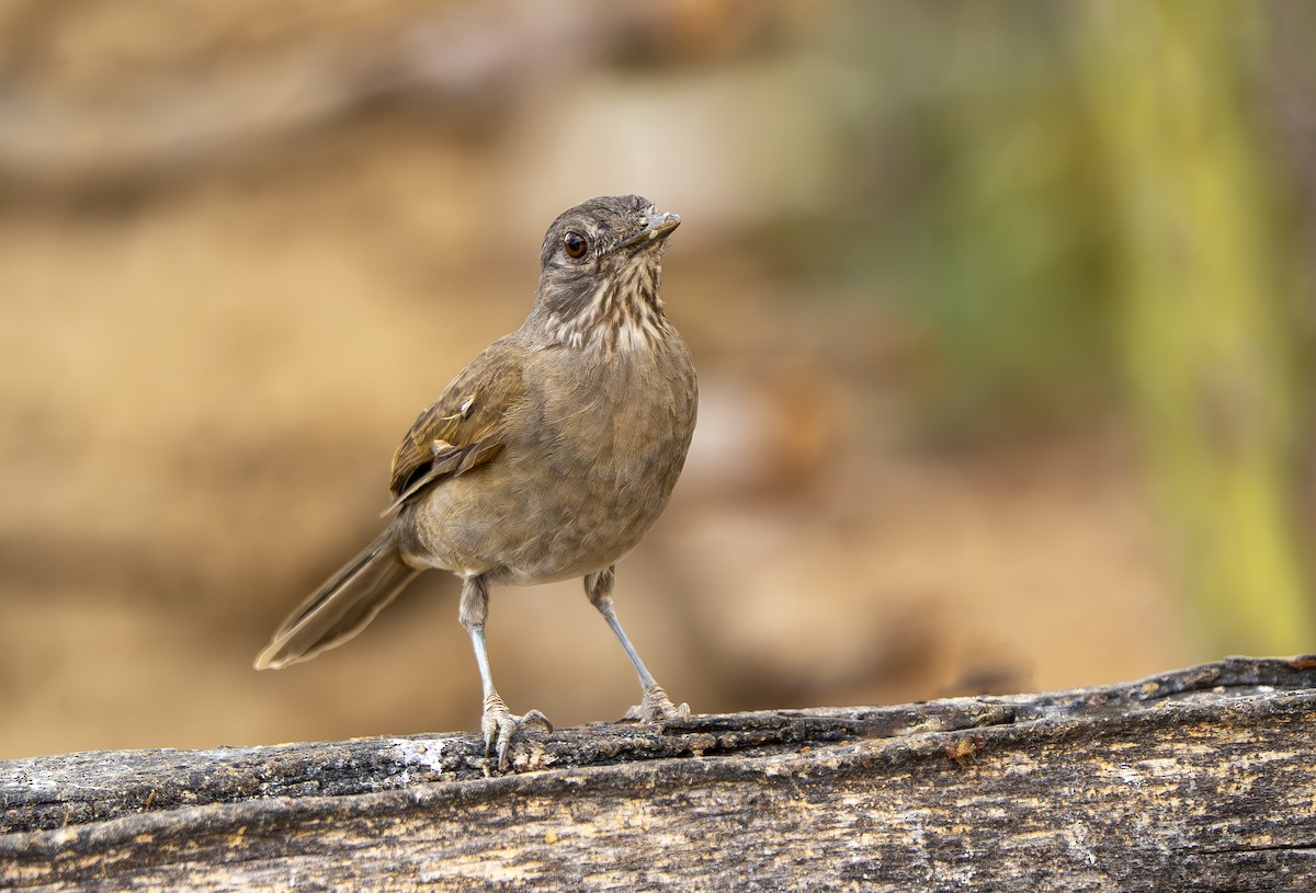 Fahlbrustdrossel - ML644390249