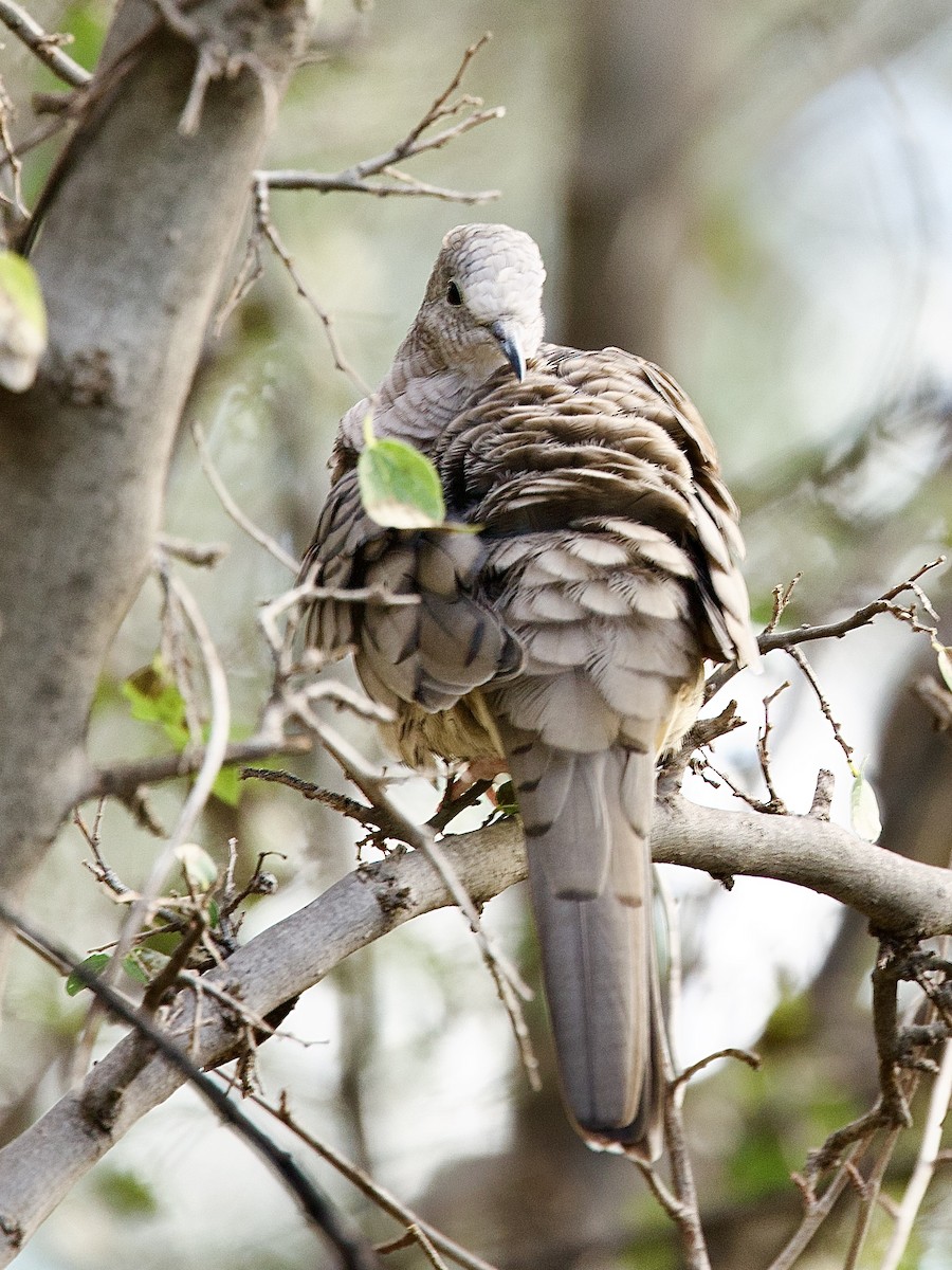 Colombe inca - ML644390256