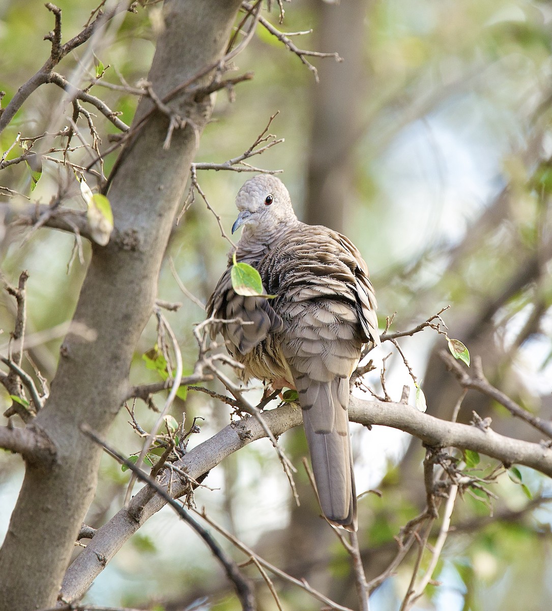 Colombe inca - ML644390257