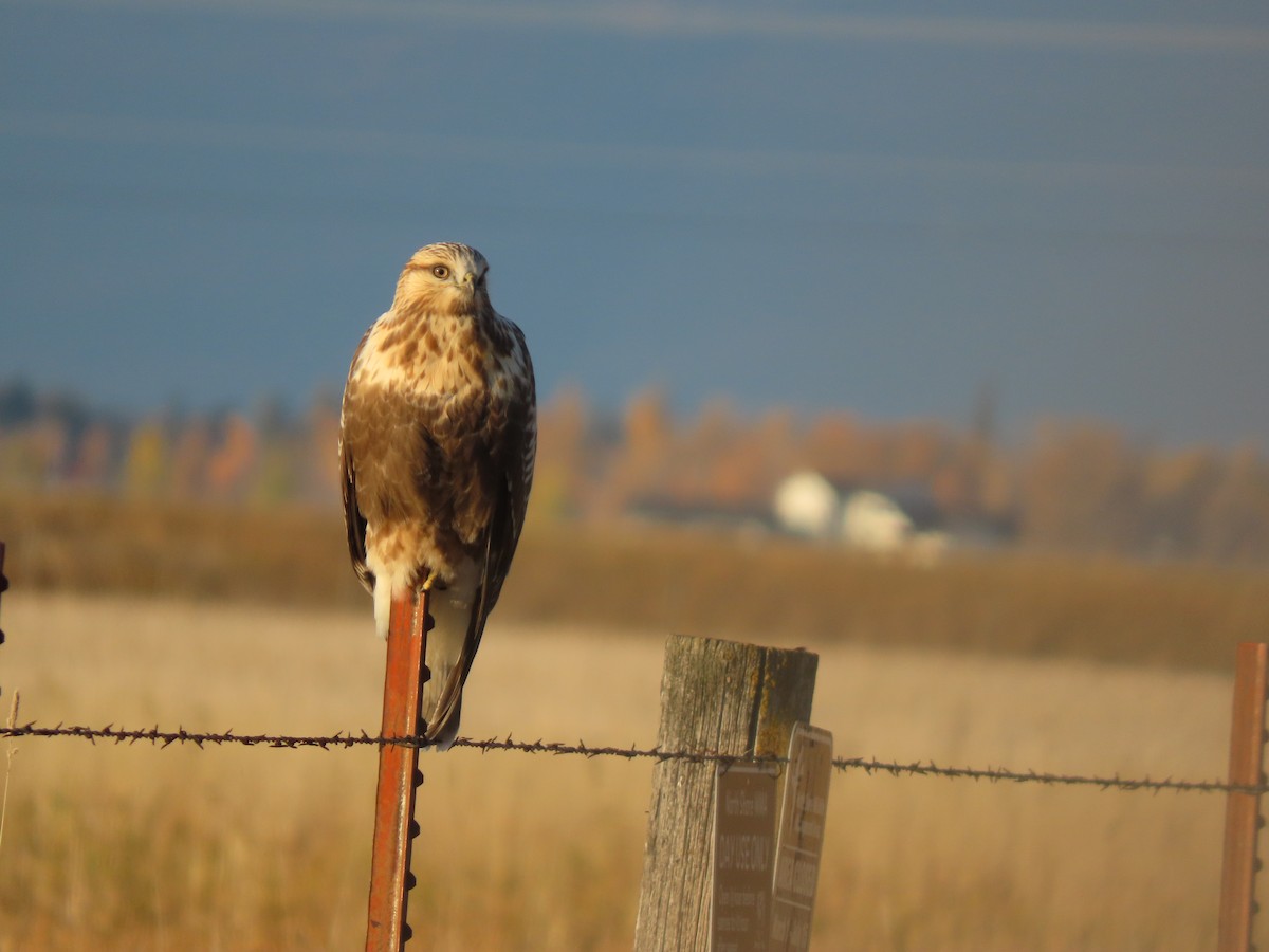 Тарлан сар - ML644390260