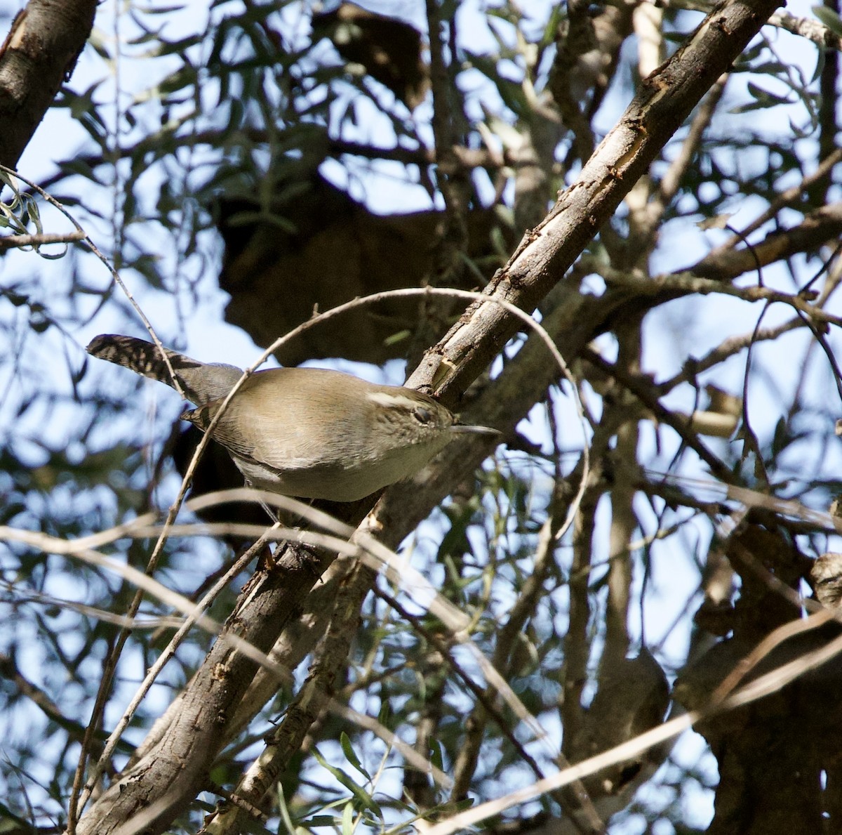 Bewick's Wren - ML644390278