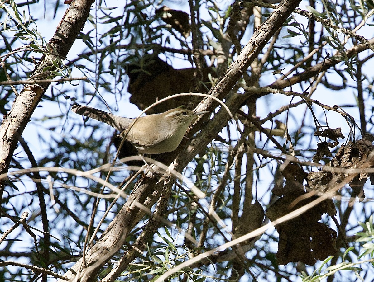 Bewick's Wren - ML644390279