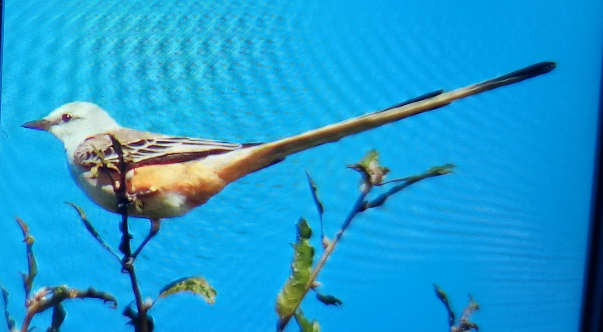 Scissor-tailed Flycatcher - ML644390291