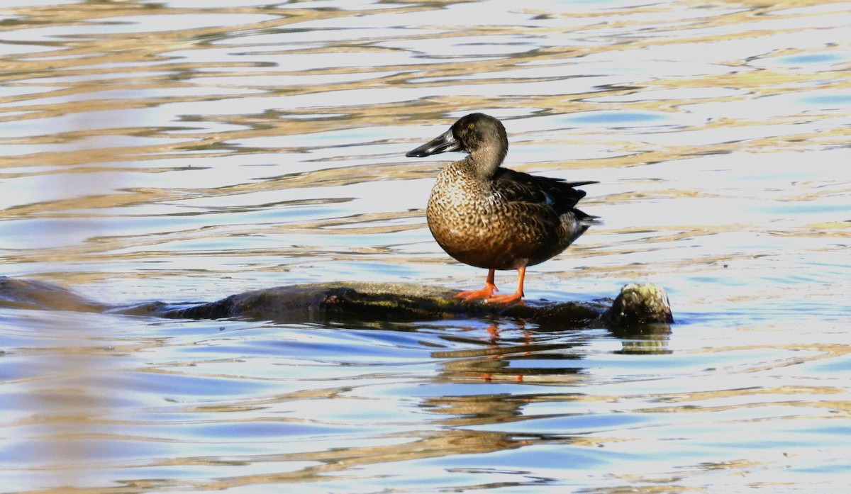 Kaşıkgaga - ML644390298