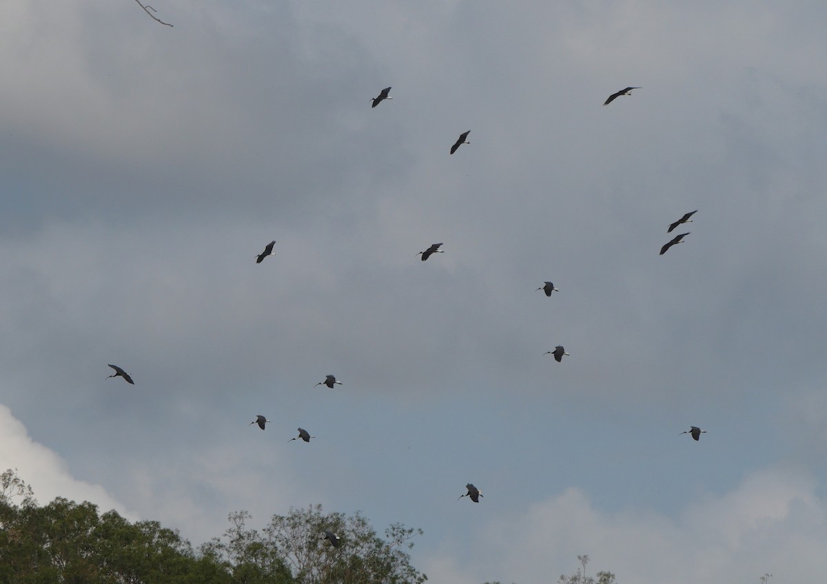 Straw-necked Ibis - ML644390315