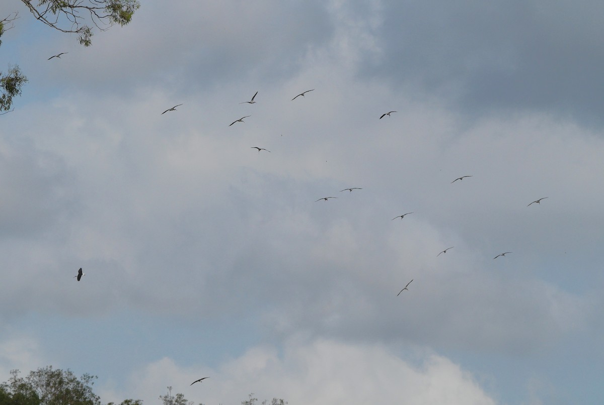 Straw-necked Ibis - ML644390316