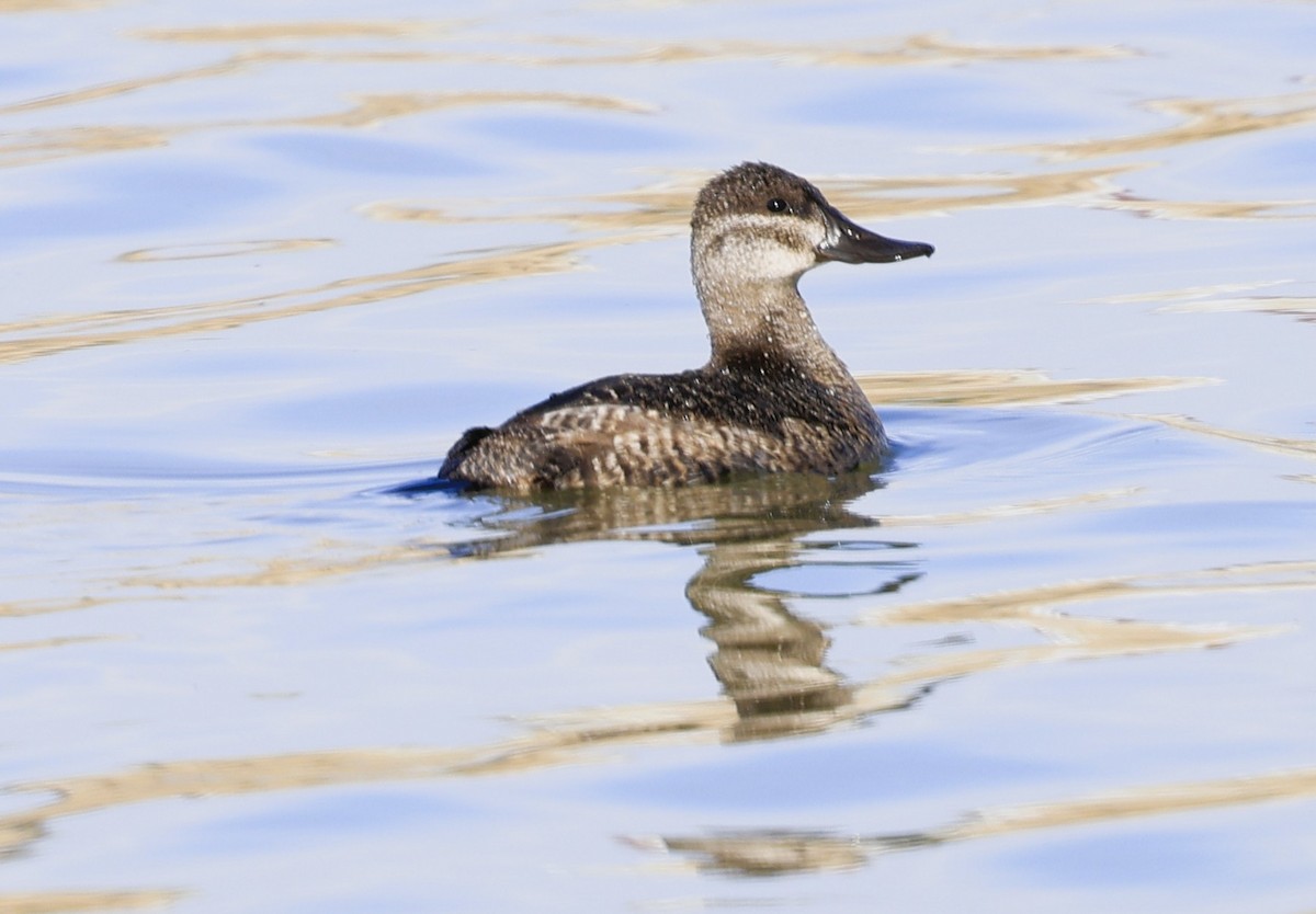 Савка американська - ML644390321