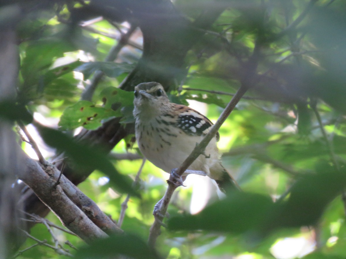 Stripe-backed Antbird - ML644390323