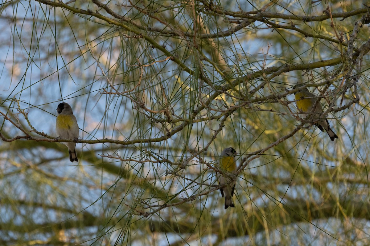Lawrence's Goldfinch - ML644390327