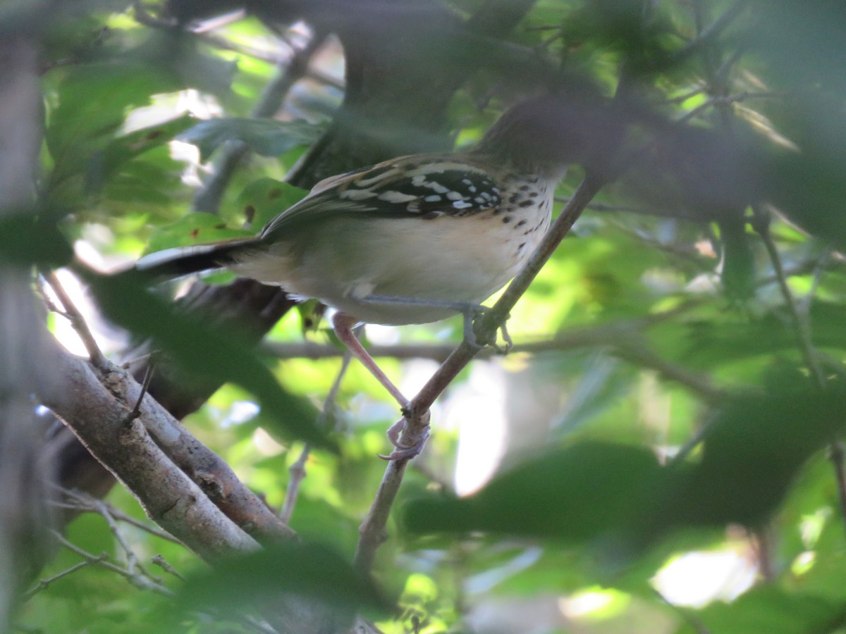Stripe-backed Antbird - ML644390330