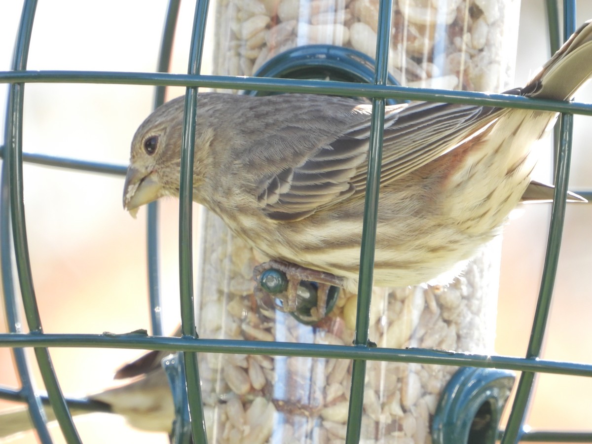 Чечевиця садова - ML644390331