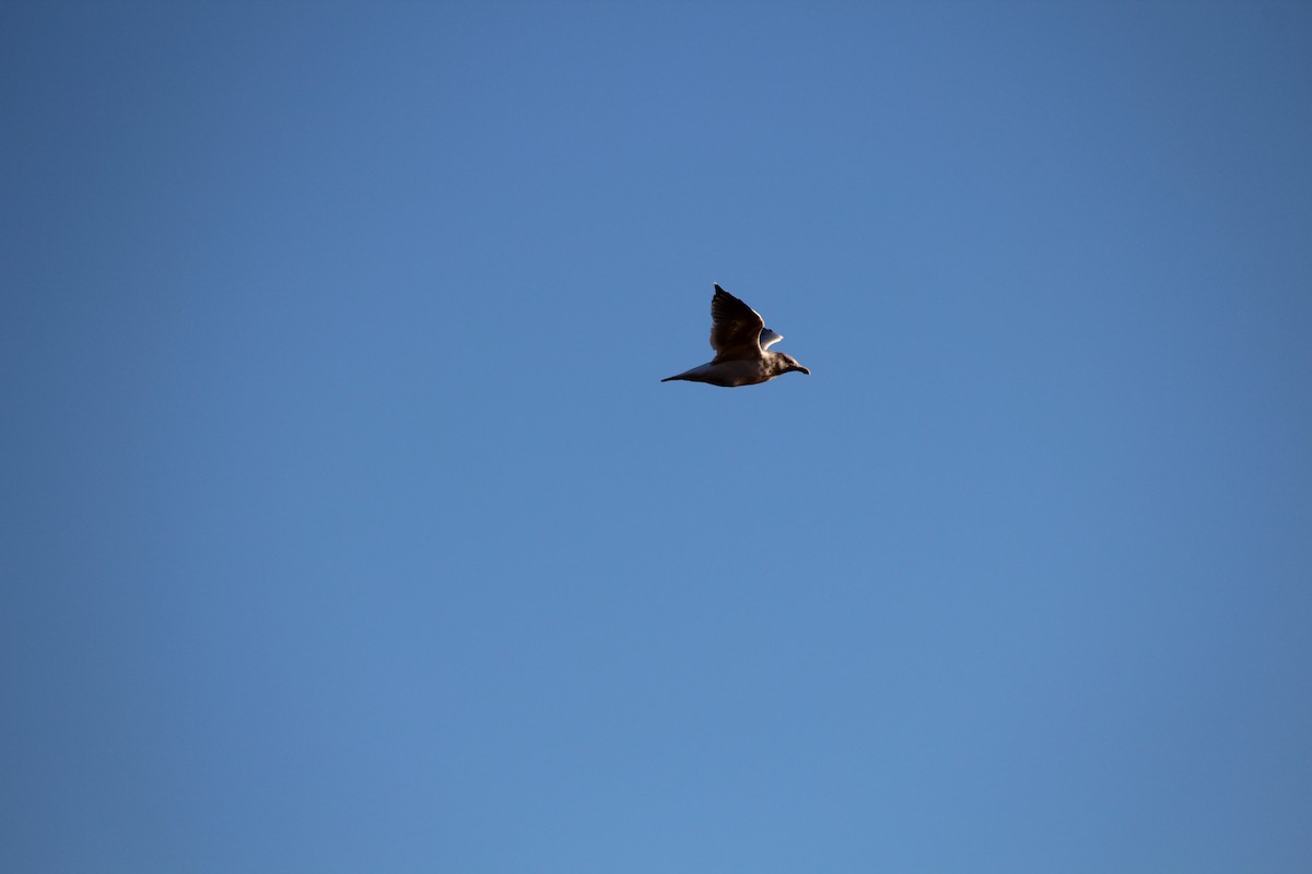 Ring-billed Gull - ML644390337