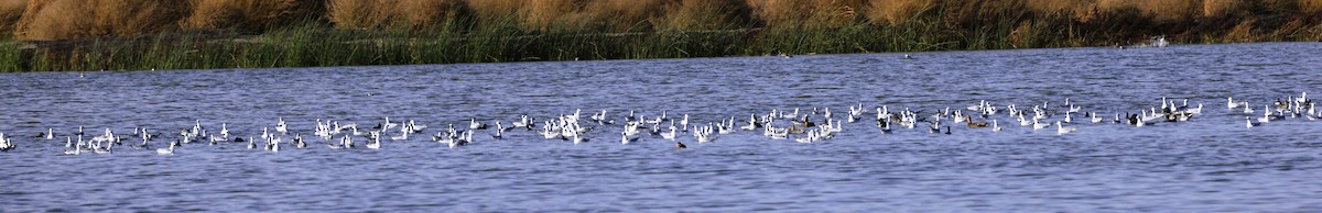 Küçük Karabaş Martı - ML644390357