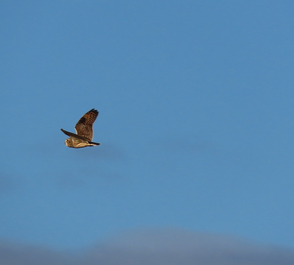 Short-eared Owl - ML644390358