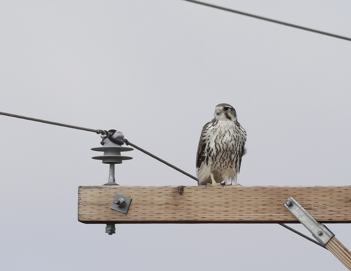 Prairie Falcon - ML644390359