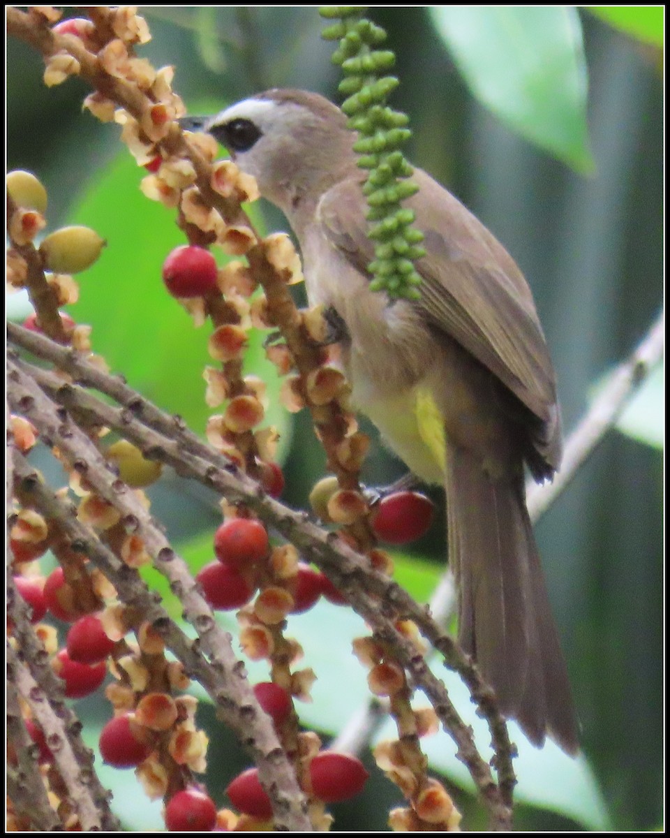 Schwarzzügelbülbül - ML644390377