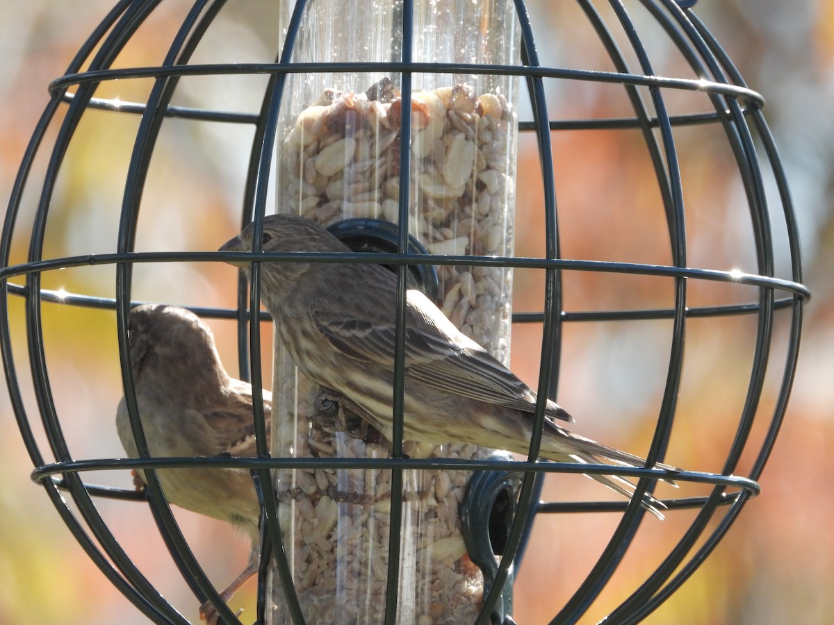 Чечевиця садова - ML644390386