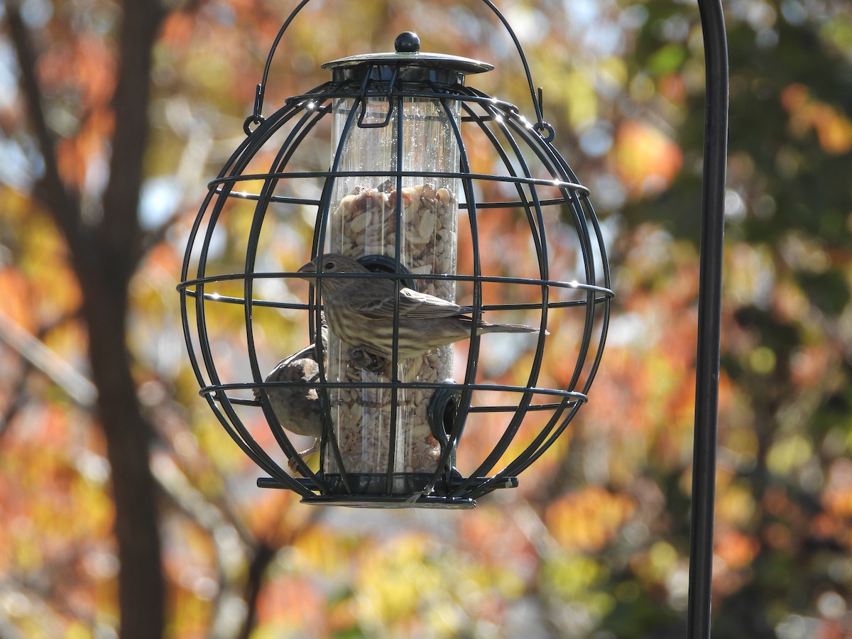 Чечевиця садова - ML644390390