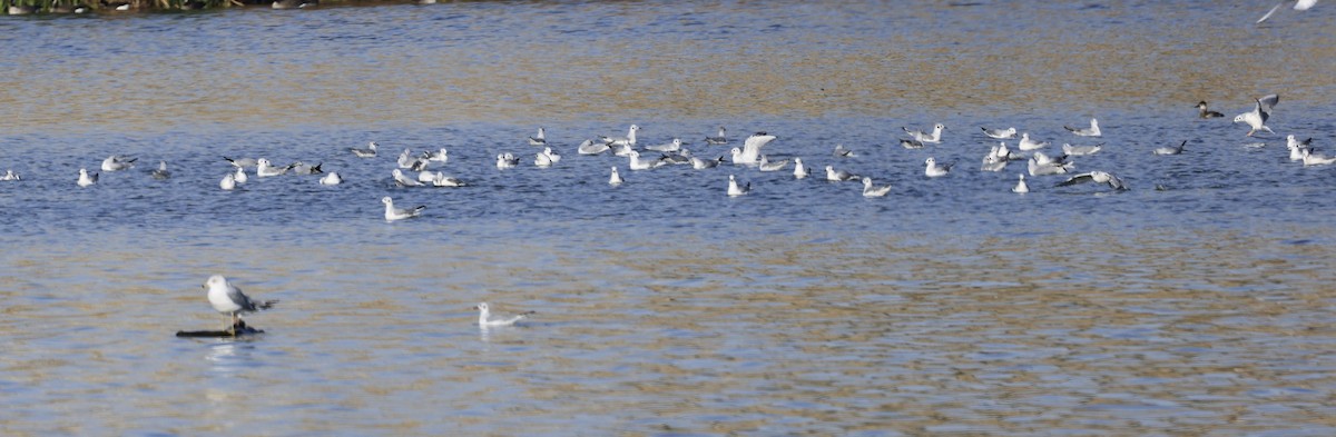 Küçük Karabaş Martı - ML644390392