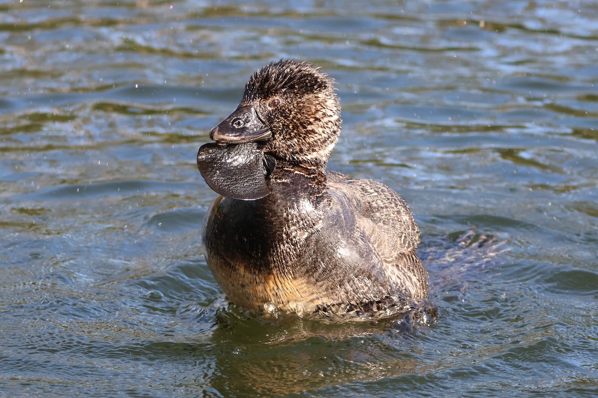Musk Duck - ML644390393