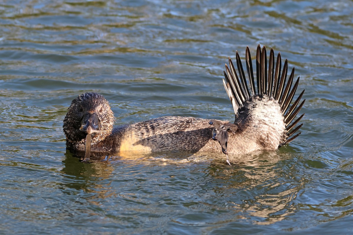 Musk Duck - ML644390394