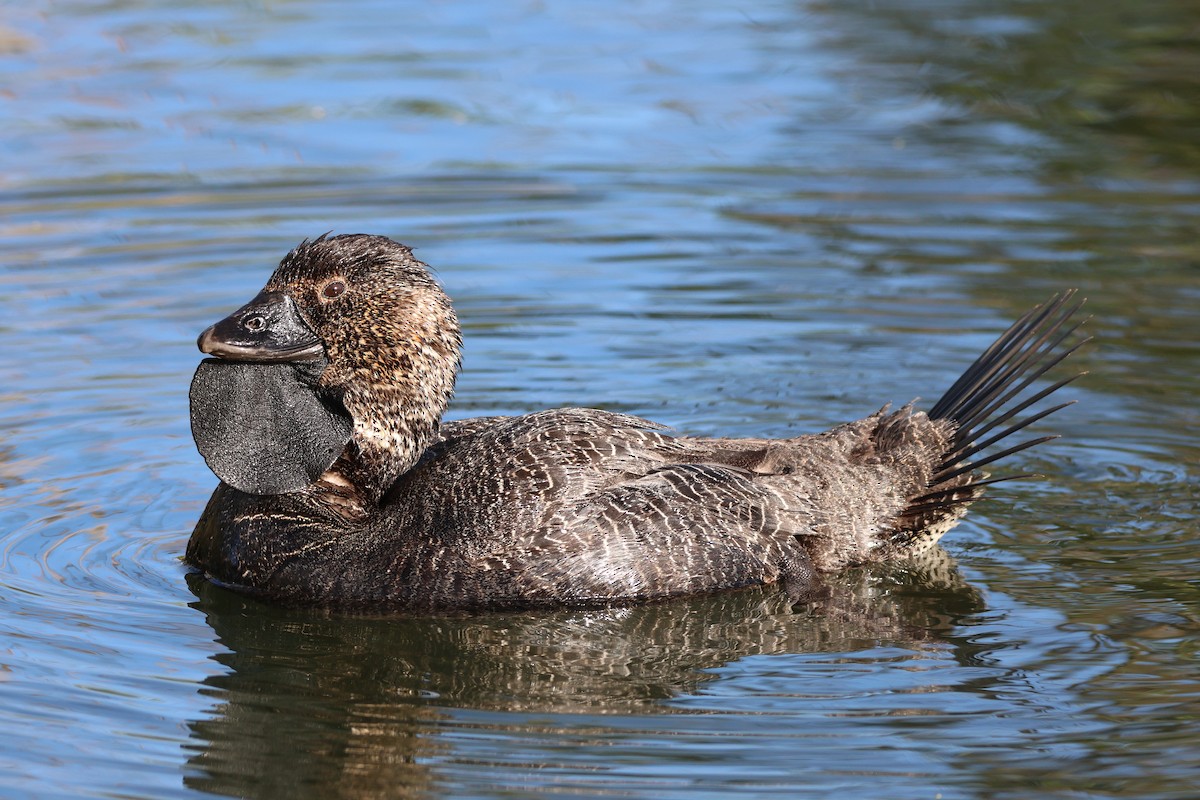 Musk Duck - ML644390395