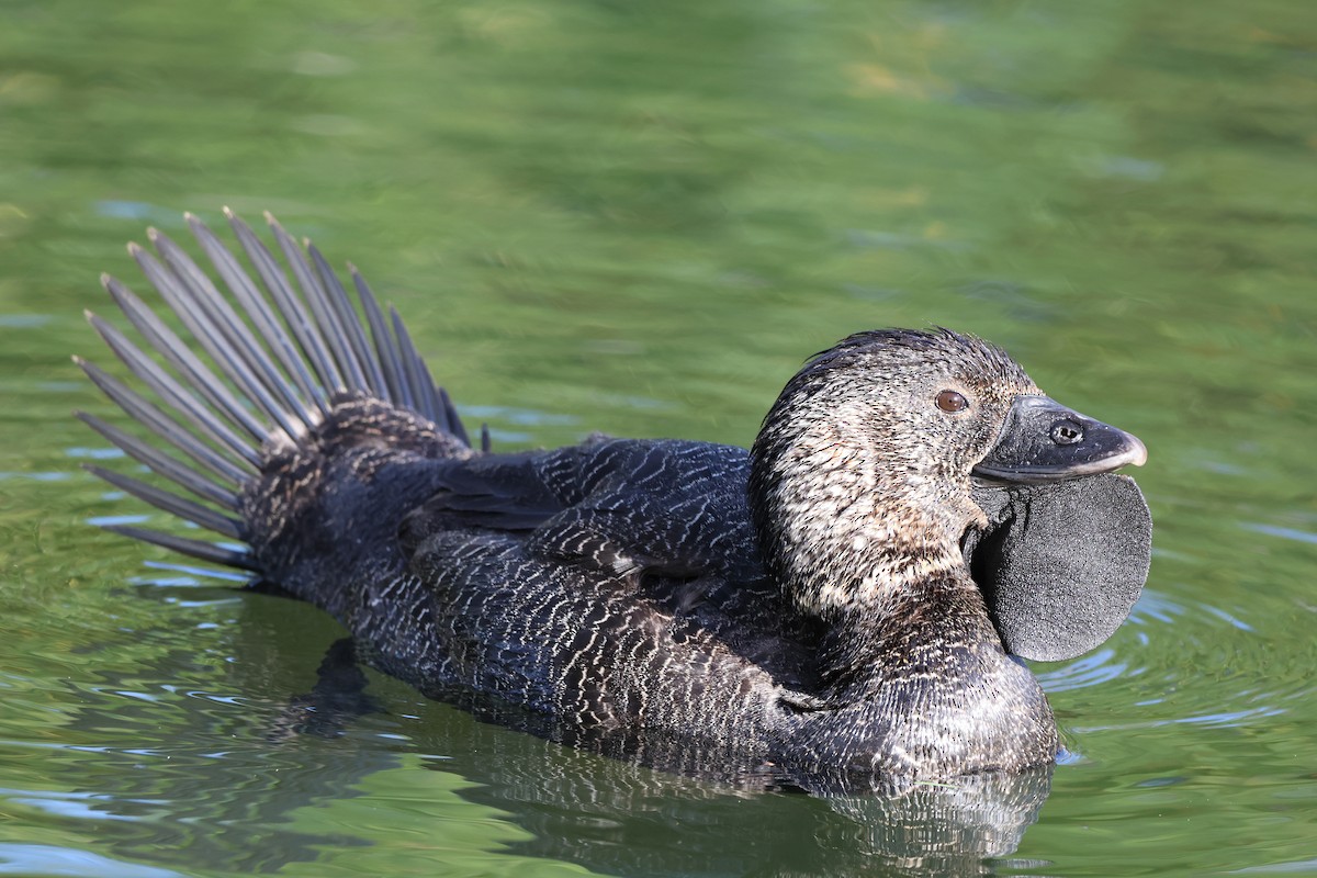 Musk Duck - ML644390396