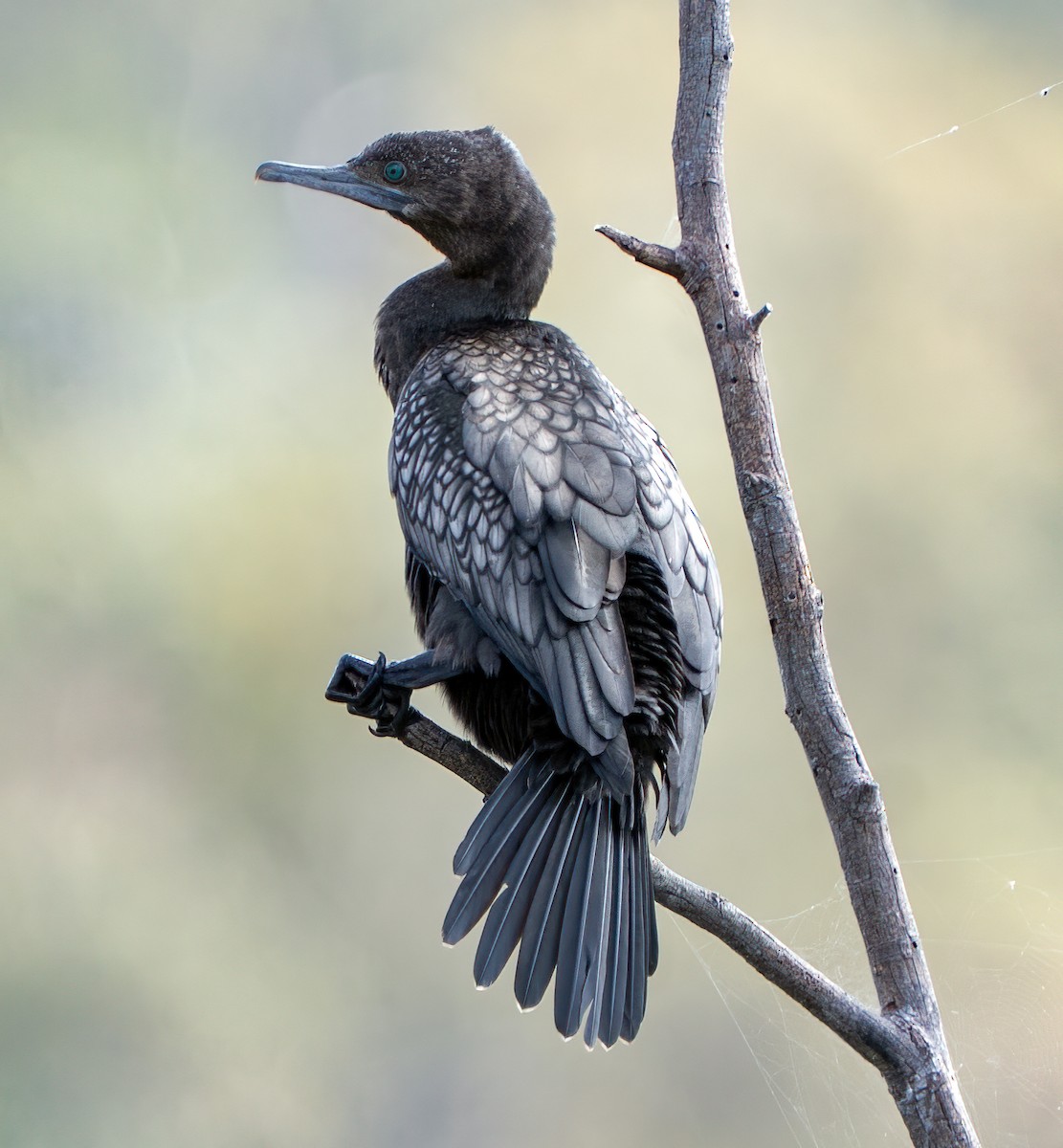 lagfiskeskarv - ML644390410