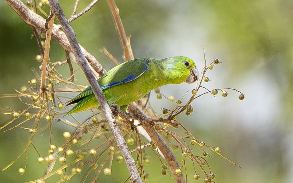 Cobalt-rumped Parrotlet - ML644390414