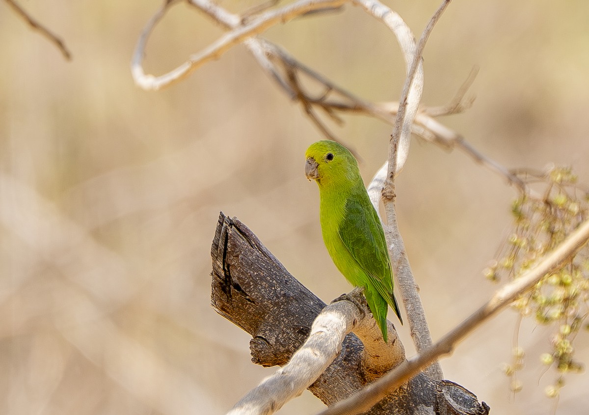 Cobalt-rumped Parrotlet - ML644390415