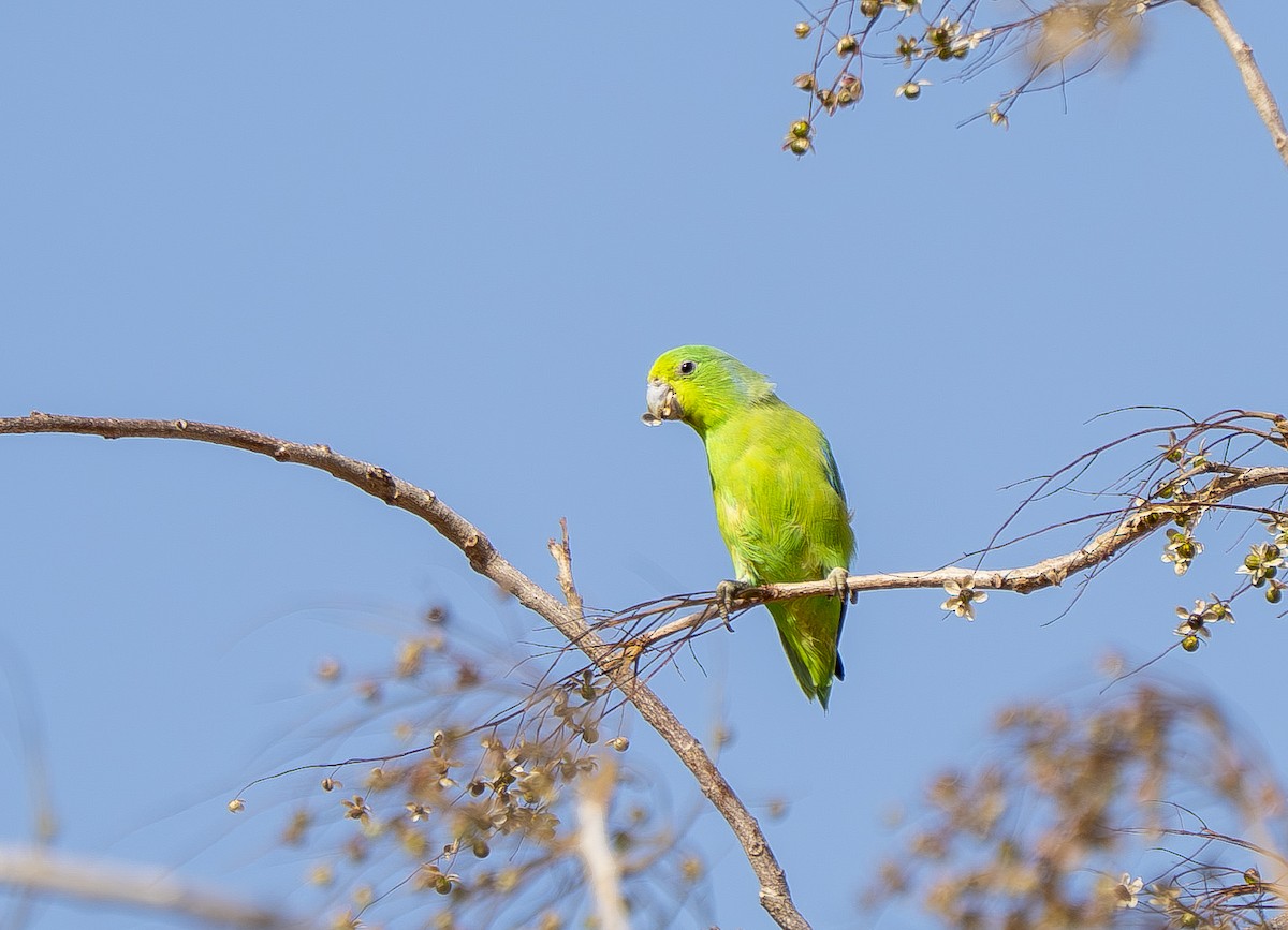 Cobalt-rumped Parrotlet - ML644390416