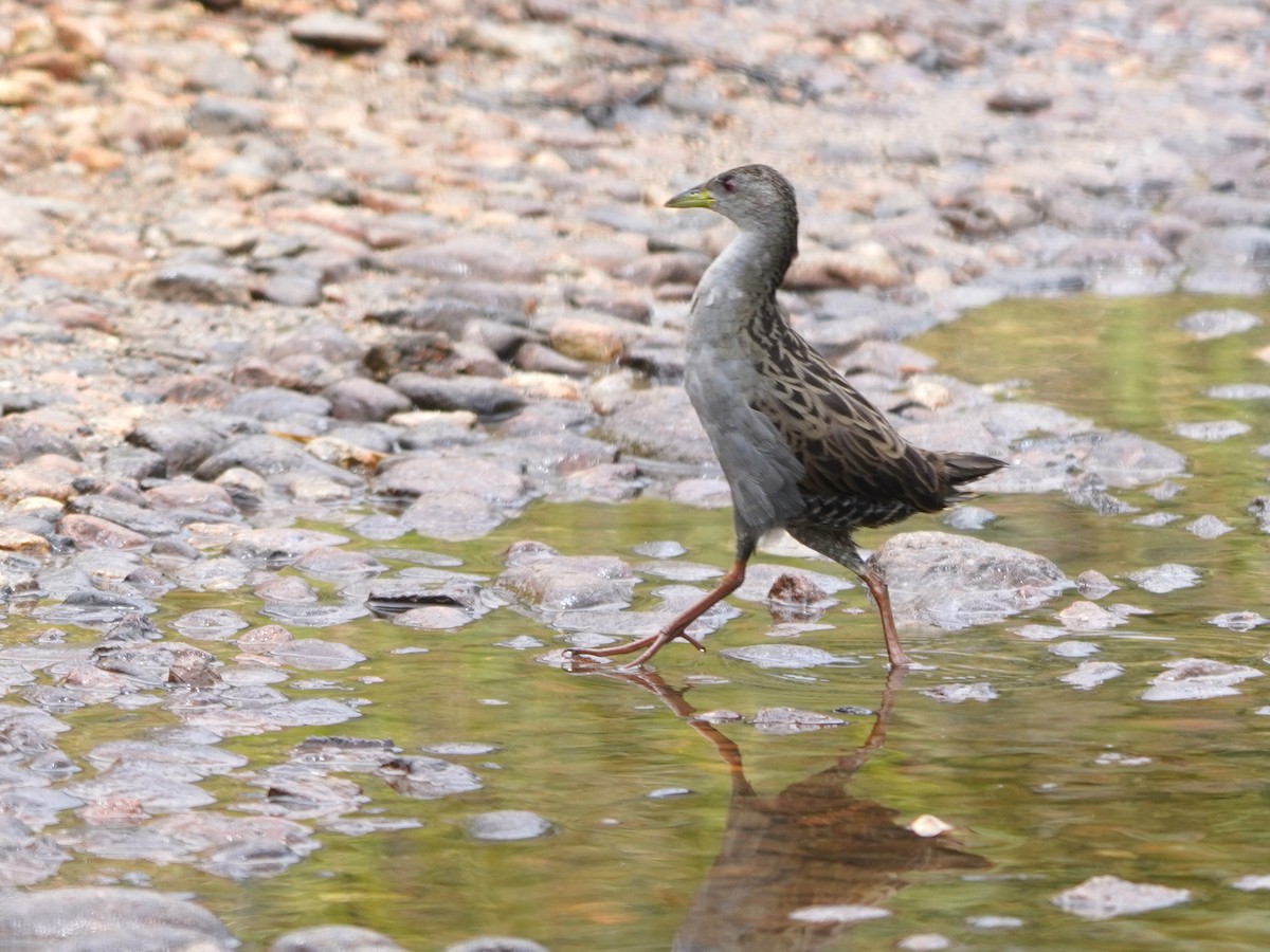 Ash-throated Crake - ML644390422