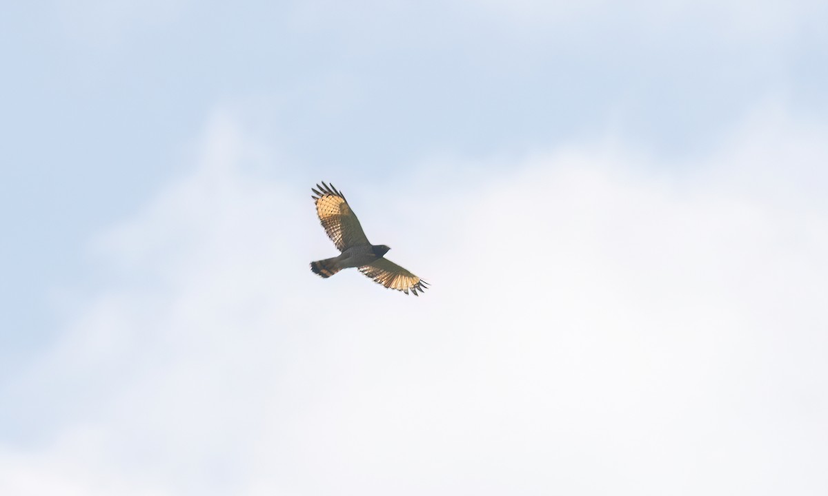 Yol Şahini - ML644390426