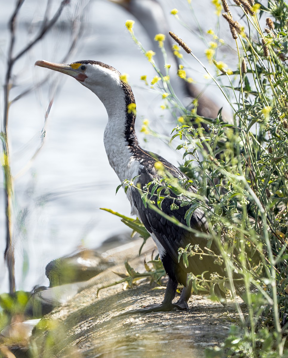 Pied Cormorant - ML644390433