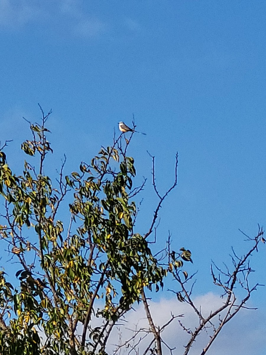 Scissor-tailed Flycatcher - ML644390438