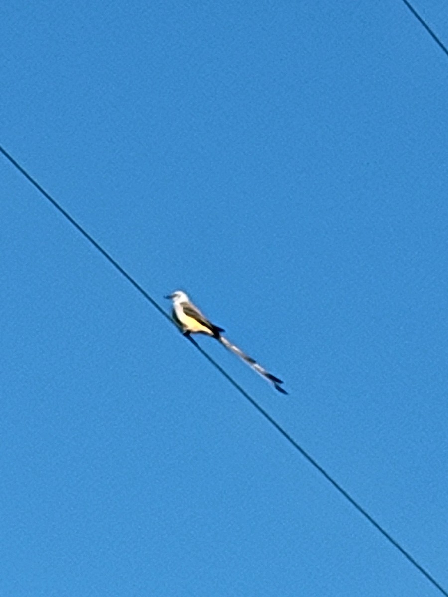 Scissor-tailed Flycatcher - ML644390439