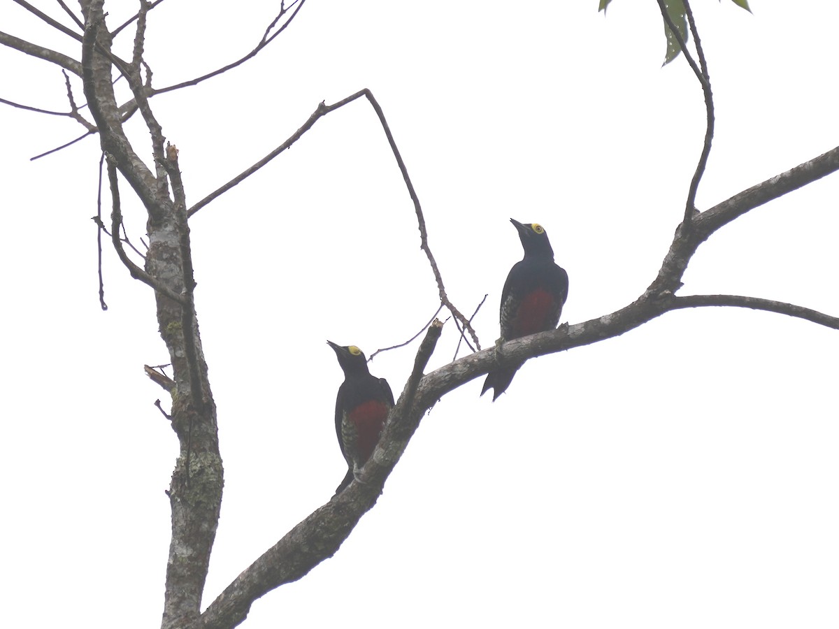 Pic à chevron d'or - ML644390440